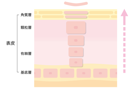 ターンオーバーに不調をきたす