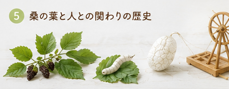 桑の葉と人との関わりの歴史