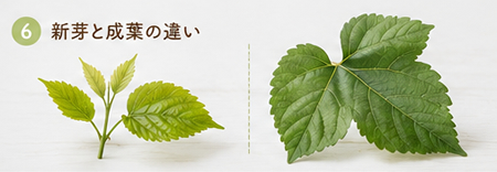 桑の葉の新芽と成葉の違い