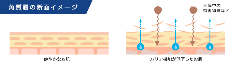 角質層の断面イメージ